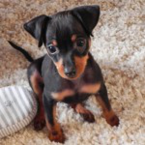 Filou, notre Pinscher