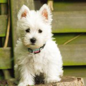 Fleur, de Westie B