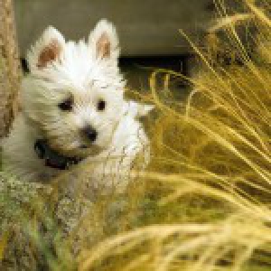 Fleur, de Westie B