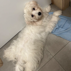 Flipke, de Maltezer