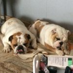 Flocky, de Engelse Bulldog