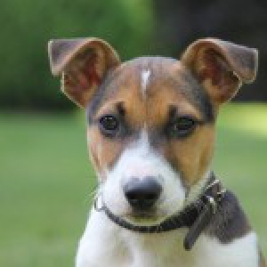 Flor, de Jack russell