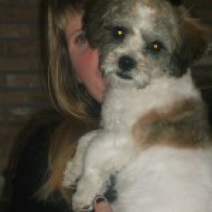 Florke, de kruising Shih Tzu