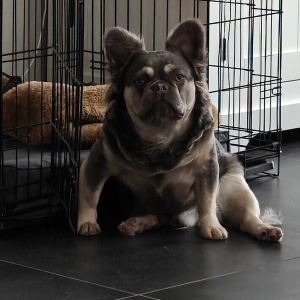 Flufke, de Franse Bulldog