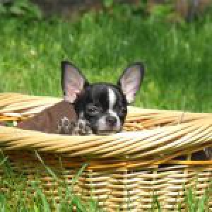 Gaby, notre Chihuahua