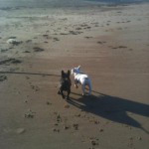 Gandzja en Noah, de Franse Bulldogs