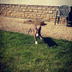 Genja, le Bull Terrier