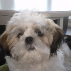 Gizmo, de Shih Tzu A