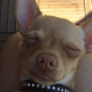 Gizmo, le Chihuahua