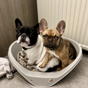 Gloria et Loulou, de Bouledogue Fran&ccedil;ais