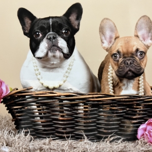 Gloria et Loulou, de Bouledogue Fran&ccedil;ais