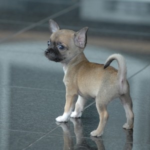 Gucci, de chihuahua