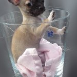 Gucci, de chihuahua