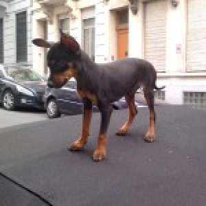 Guguss, le Pincer Nain
