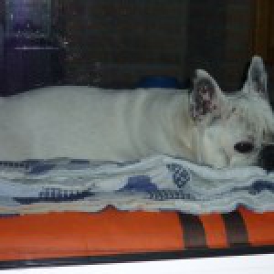 Guizmo, de Franse Bulldog