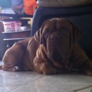 Gully, le Dogue de Bordeaux