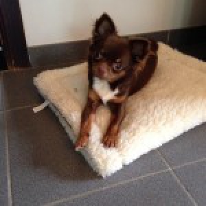 Hailey, de chihuahua