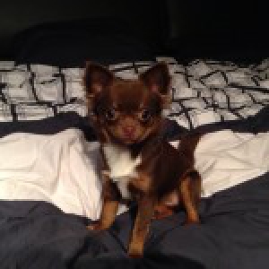 Hailey, de chihuahua