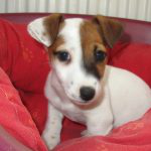 Haka, le Jack Russell