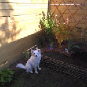 Hanoï, le Croisé Bichon/Spitz