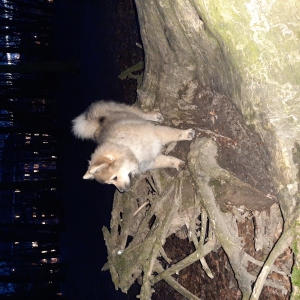 Happy, l'adorable chiot crois&eacute;