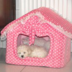 Helsy, le Bichon Frisé