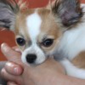 Henjie, mon Chihuahua