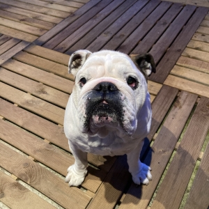 Hermes, de Bouledogue Anglais
