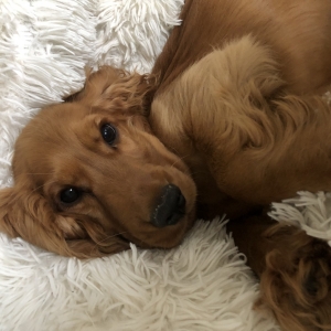 Herm&egrave;s, le Cocker Anglais