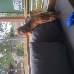 Herm&egrave;s, de Cocker Anglais