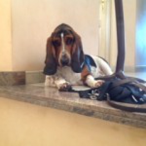 Hermes, le Basset Hound2