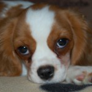 Holmes et Inlove, les Cavalier King Charles