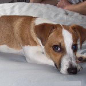 Horton, le Jack Russell
