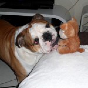 Hutch, le Bouledogue Anglais