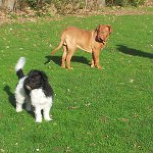Ilios, le Dogue de Bordeaux