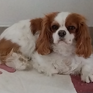 Iluna, de Cavalier King Charles Spani&euml;l