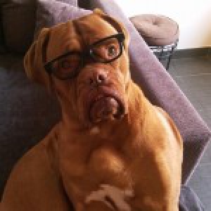 Iluna, le Dogue de Bordeaux2