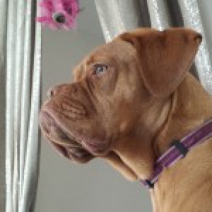 Iluna, le Dogue de Bordeaux4