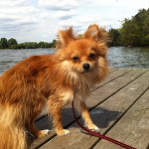 Inou, le Spitz Nain