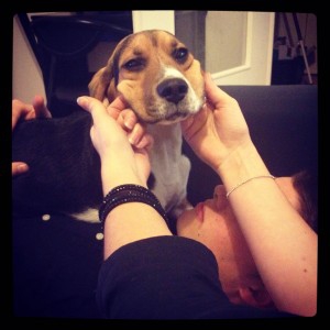 Ipso, le Beagle