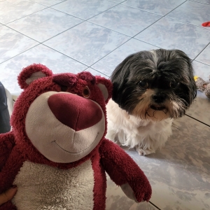 Iris, de Shih Tzu