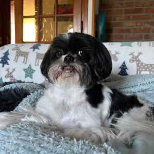 Iris, de Shih Tzu