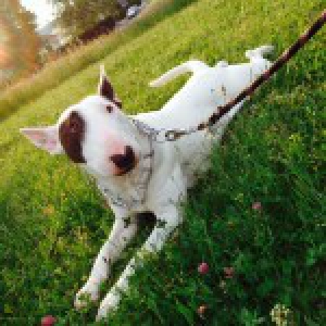 Iron, le Bull Terrier