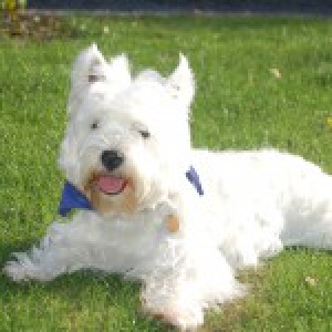 Isa, le West Highland White Terrier