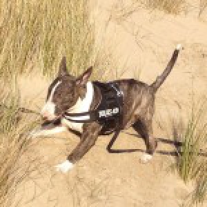 Isorn, le Bull Terrier