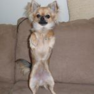 Iwokey, le Chihuahua