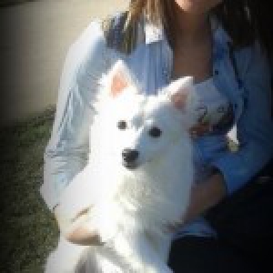 Izzi, le Spitz