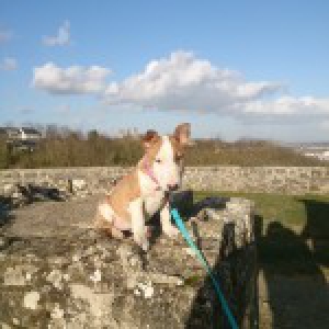 Izzy, le Bull Terrier2