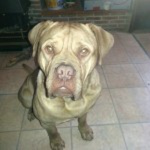 Jack, de Bordeaux Dog B