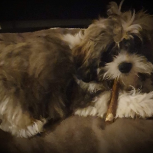 jack, de Zeer leuke kruisingen